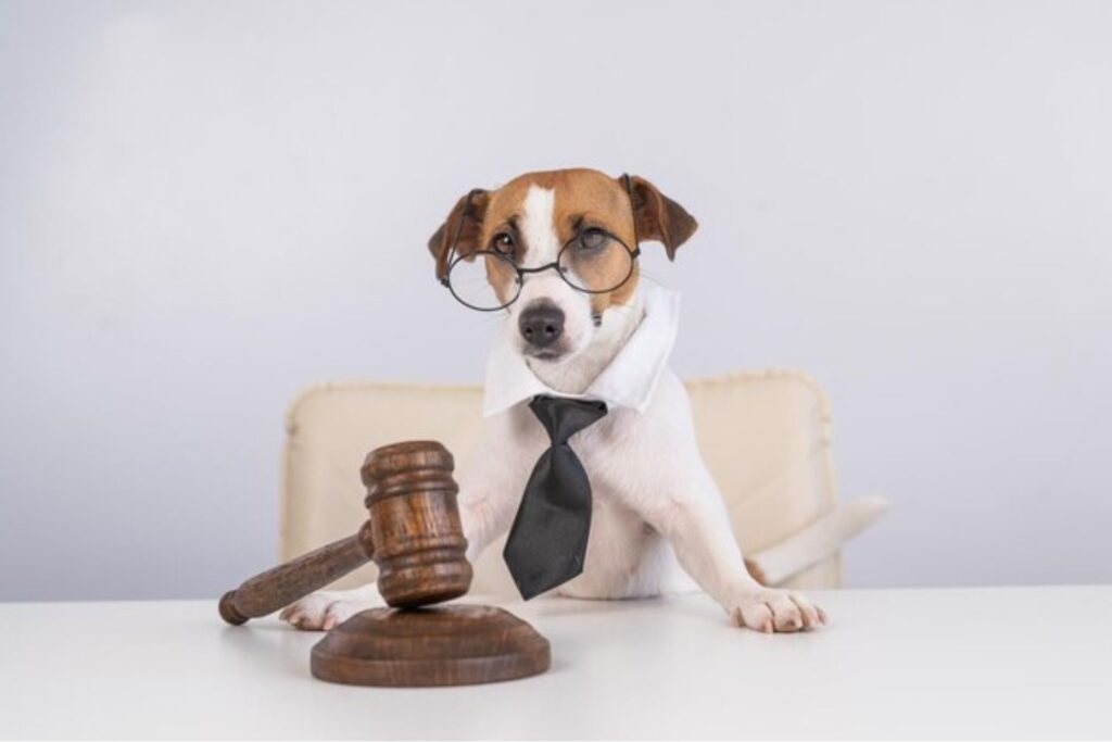 Protecting Your Pooch Know Your Rights and Responsibilities Under California Law