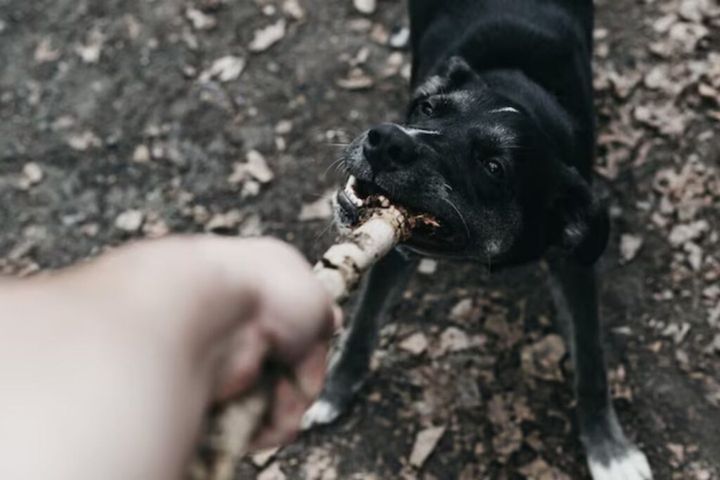 Protecting Your Pooch Know Your Rights and Responsibilities Under California Law 2