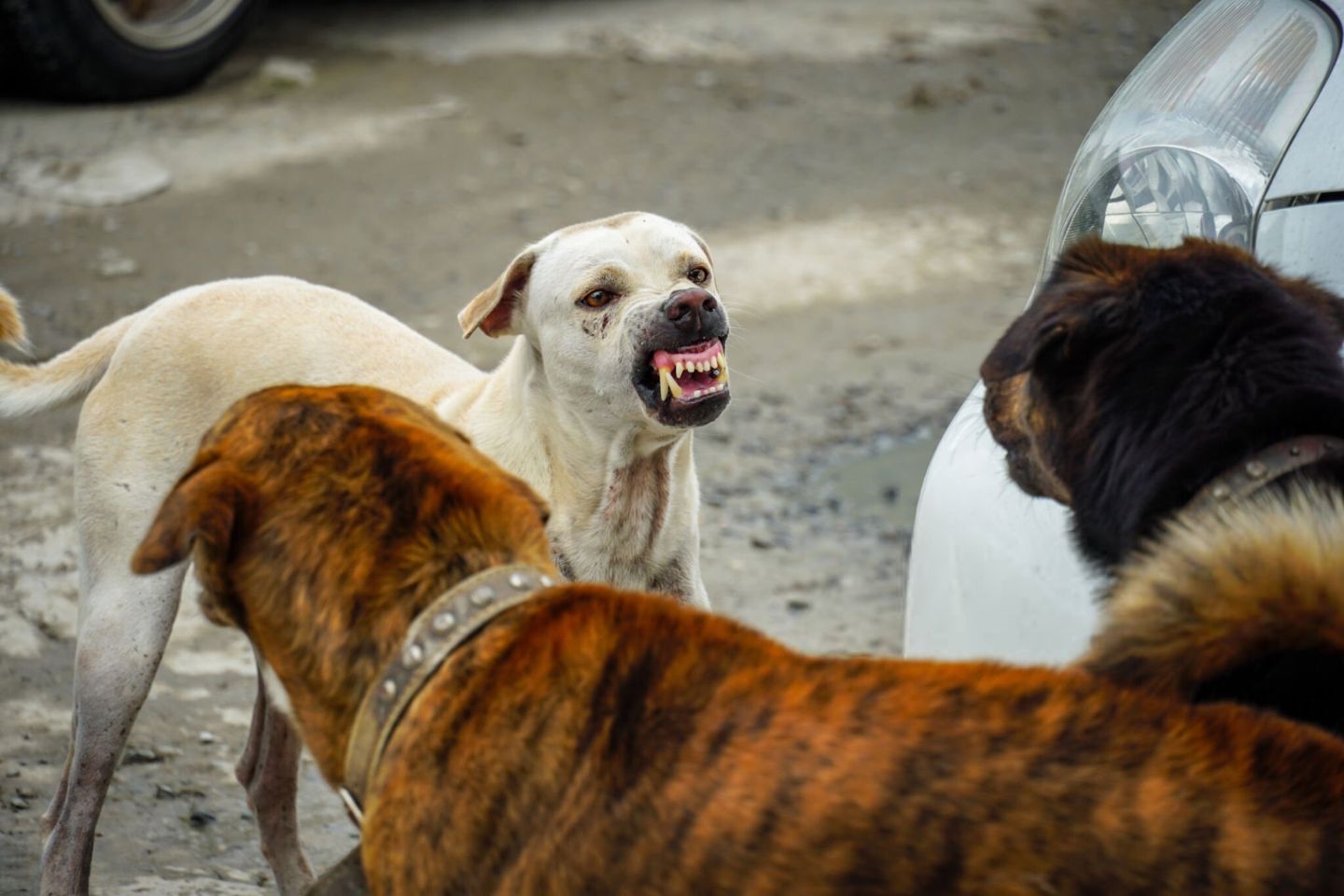 Difference Between Potentially Dangerous and Vicious Dogs in California