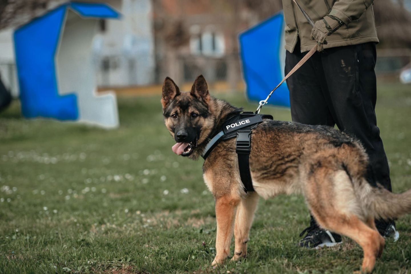 The Dog Performing Police or Military Work