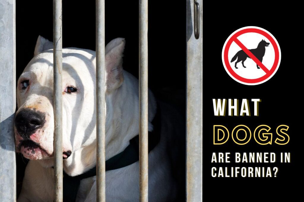 What Dogs Are Banned in California A Comprehensive Guide