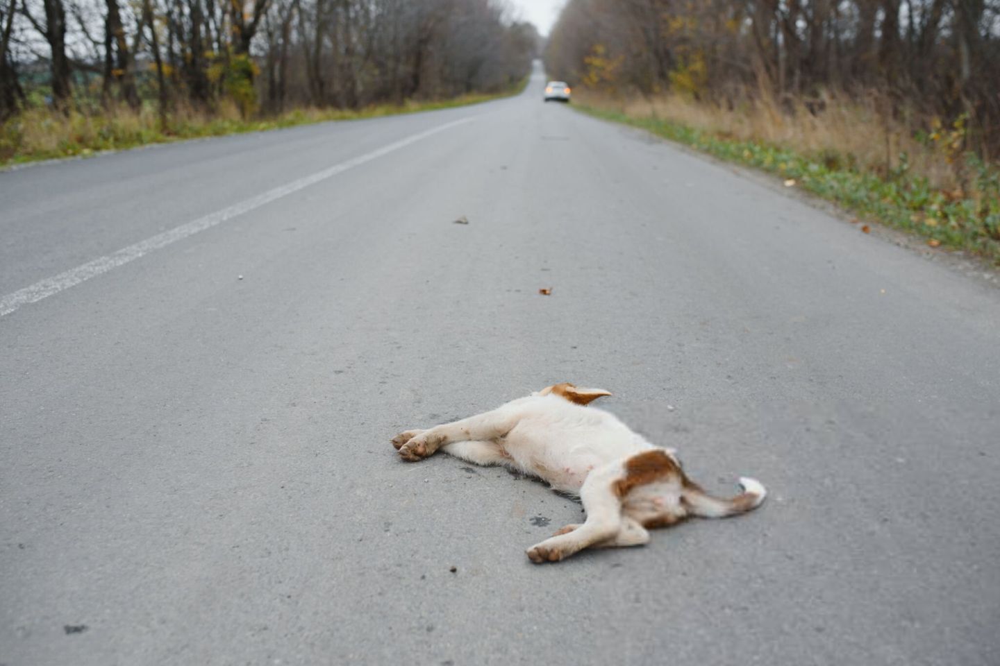 Legal Obligations After a Hit and Run Involving a Dog