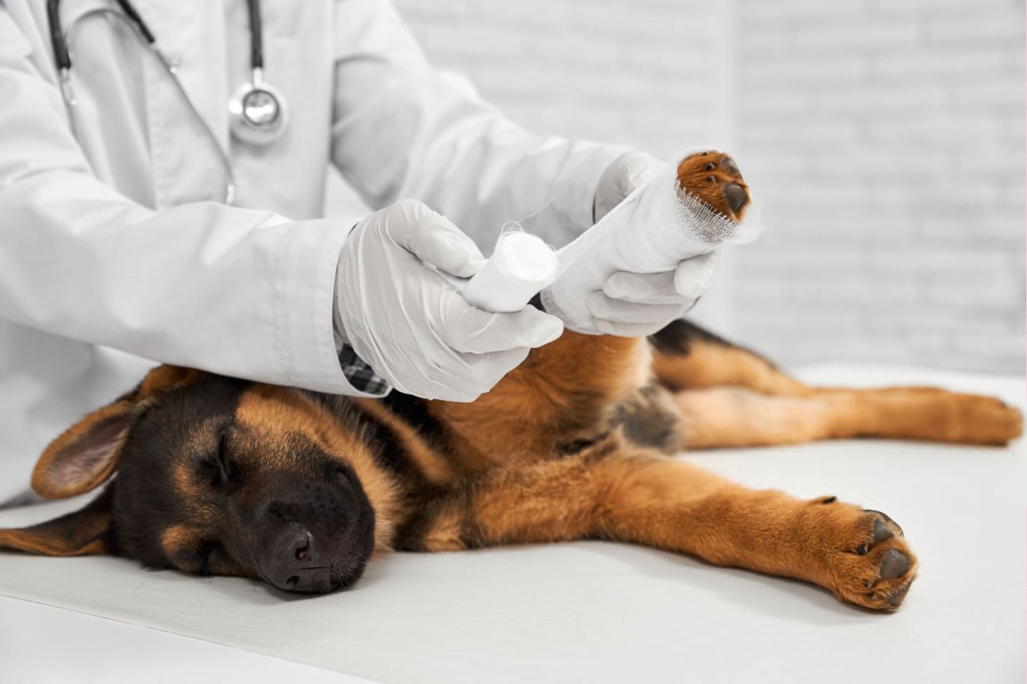 Seeking Veterinary Care