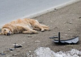 Hit and Run Dog Laws in California Protecting Your Pet and Your Rights
